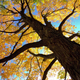 Illustration for article titled Shooting Challenge: Fall Leaves 2012